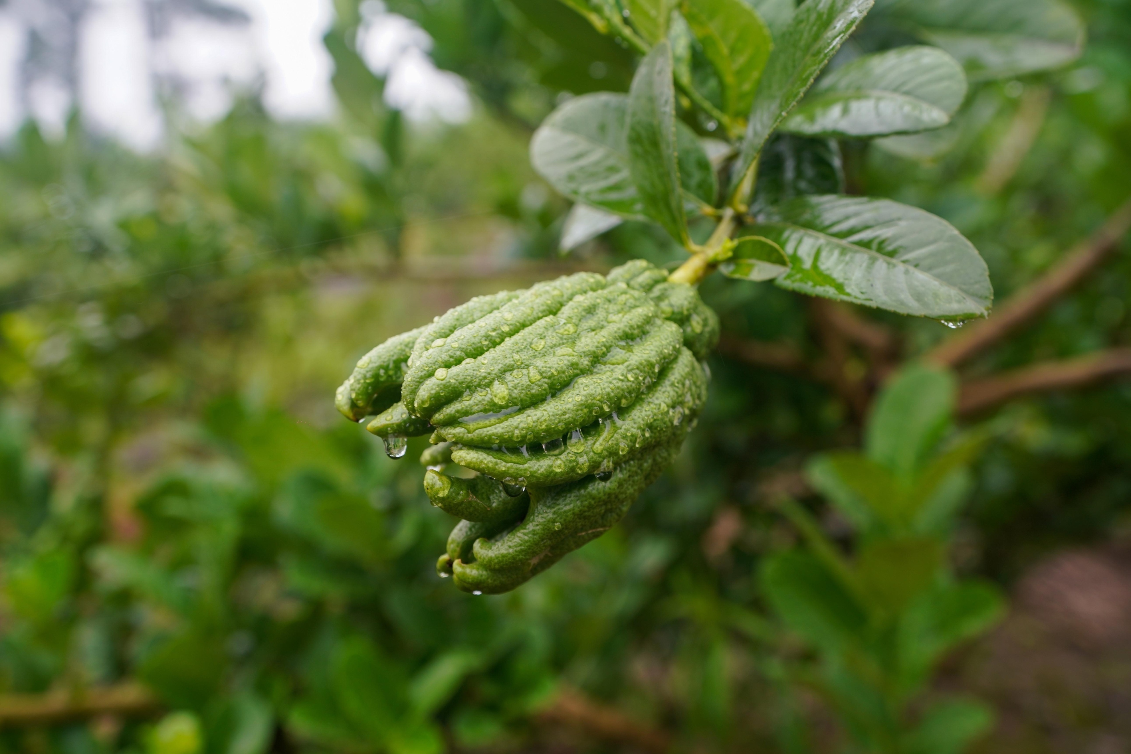 走进重庆现代农业高科技园区科技创新让农业“高大上”