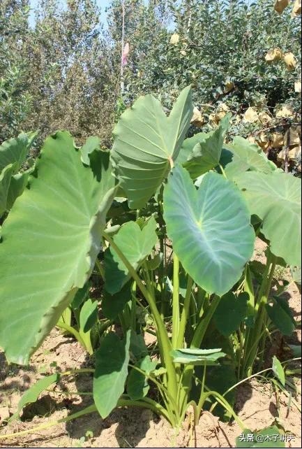 芋头是本土植物吗,芋头最早来自哪里