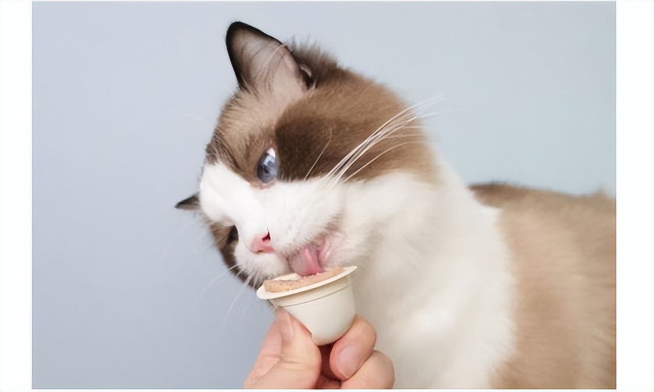 猫掉毛很厉害怎么办？这些育宠小技巧来救你！