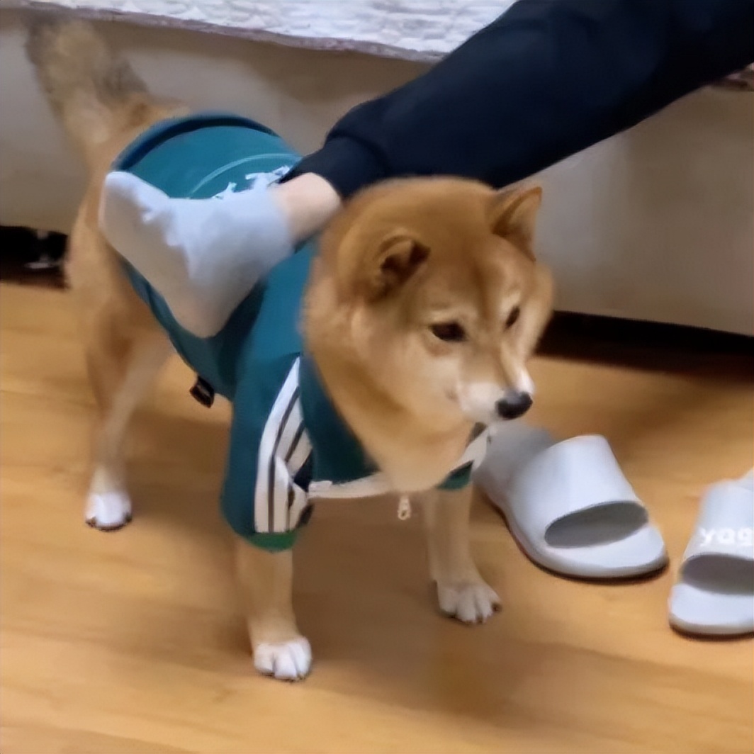 被狗踩了一脚,小狗被踩了一脚一瘸一拐