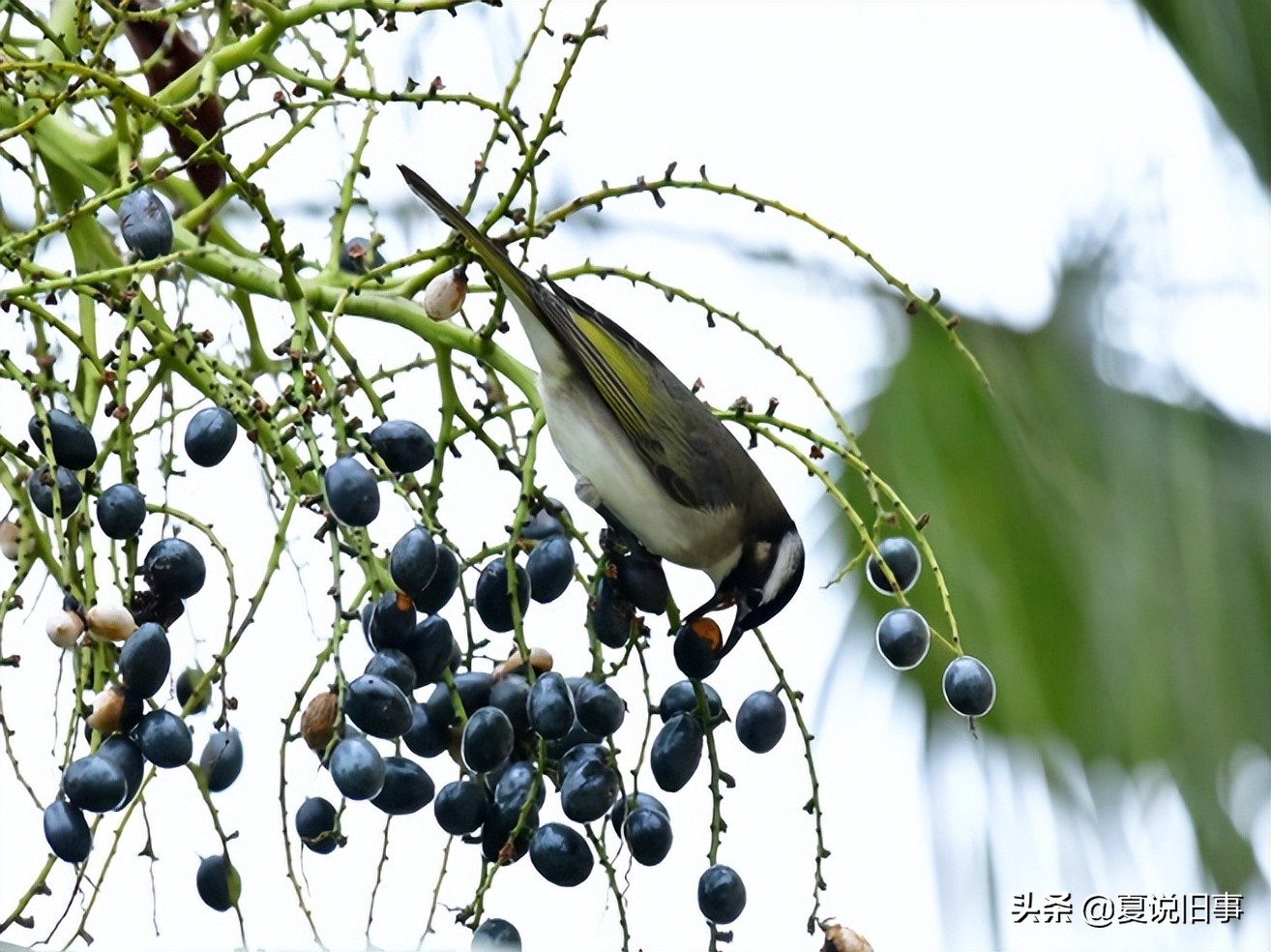 121.抓鸟养鸟（1）：概况杂说