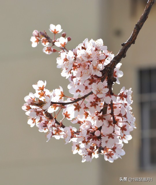 落英缤纷头条文章,落英缤纷芳草鲜美