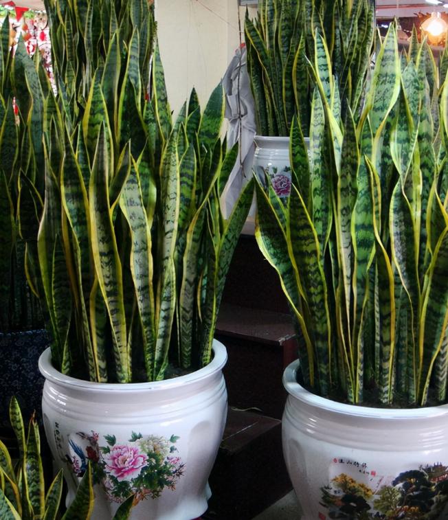 针对甲醛最好的绿植,甲醛最怕的十种绿植排名