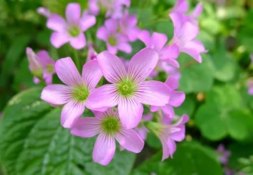 传说中的幸运有什么用,传说中的幸运原石