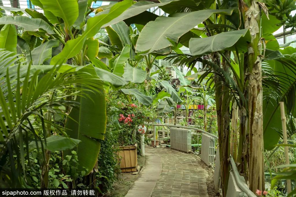 春天北京看花的景点推荐,北京冬天看花的景点推荐