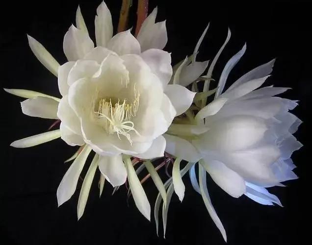 种花传统故事,讲述一个有关种植花草的故事