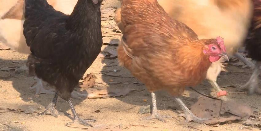 独守荒山17载，倔强姐与土鸡为伴