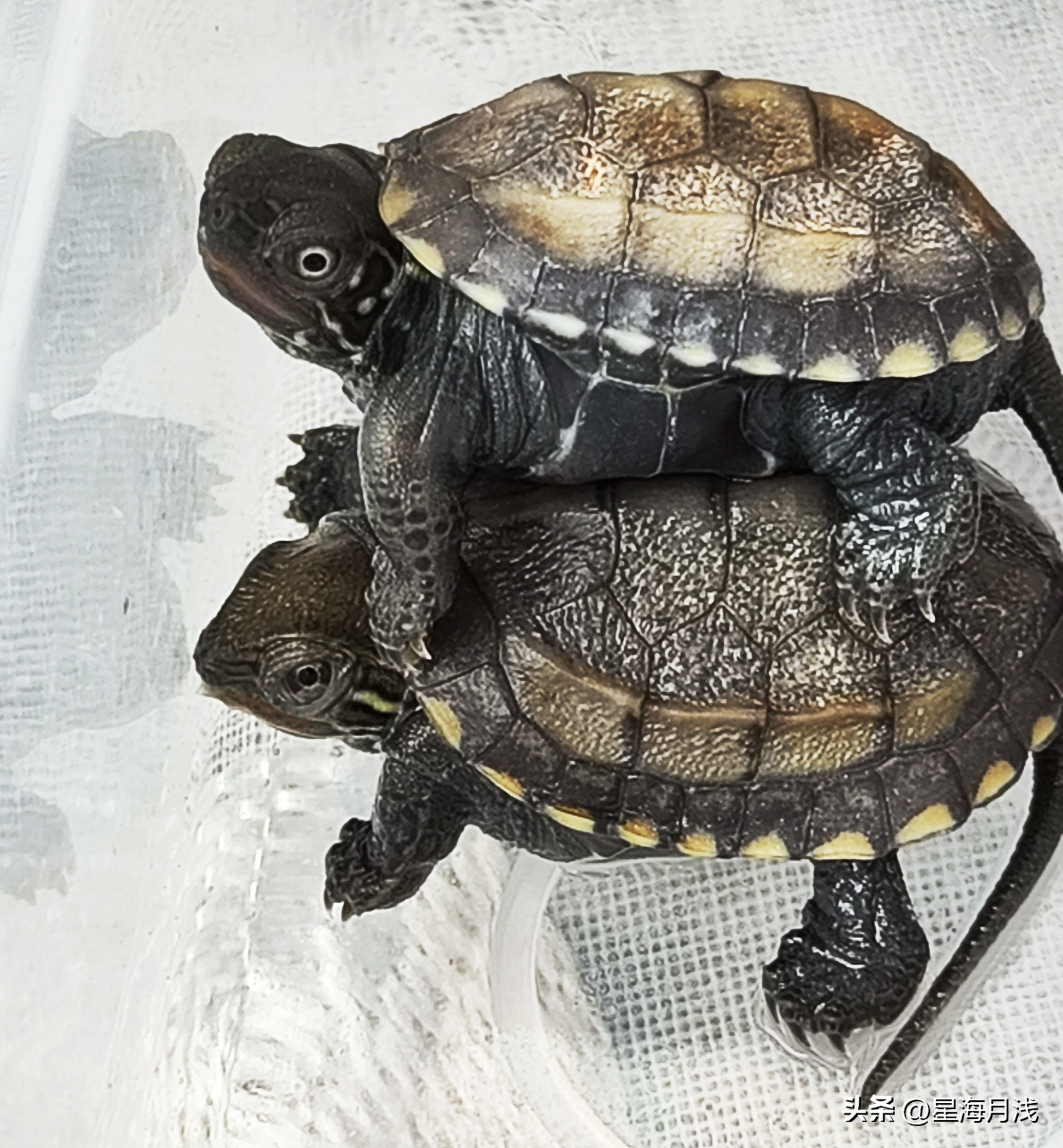 新手养龟怎么养才能不乱跑,怎么训练龟龟胆小