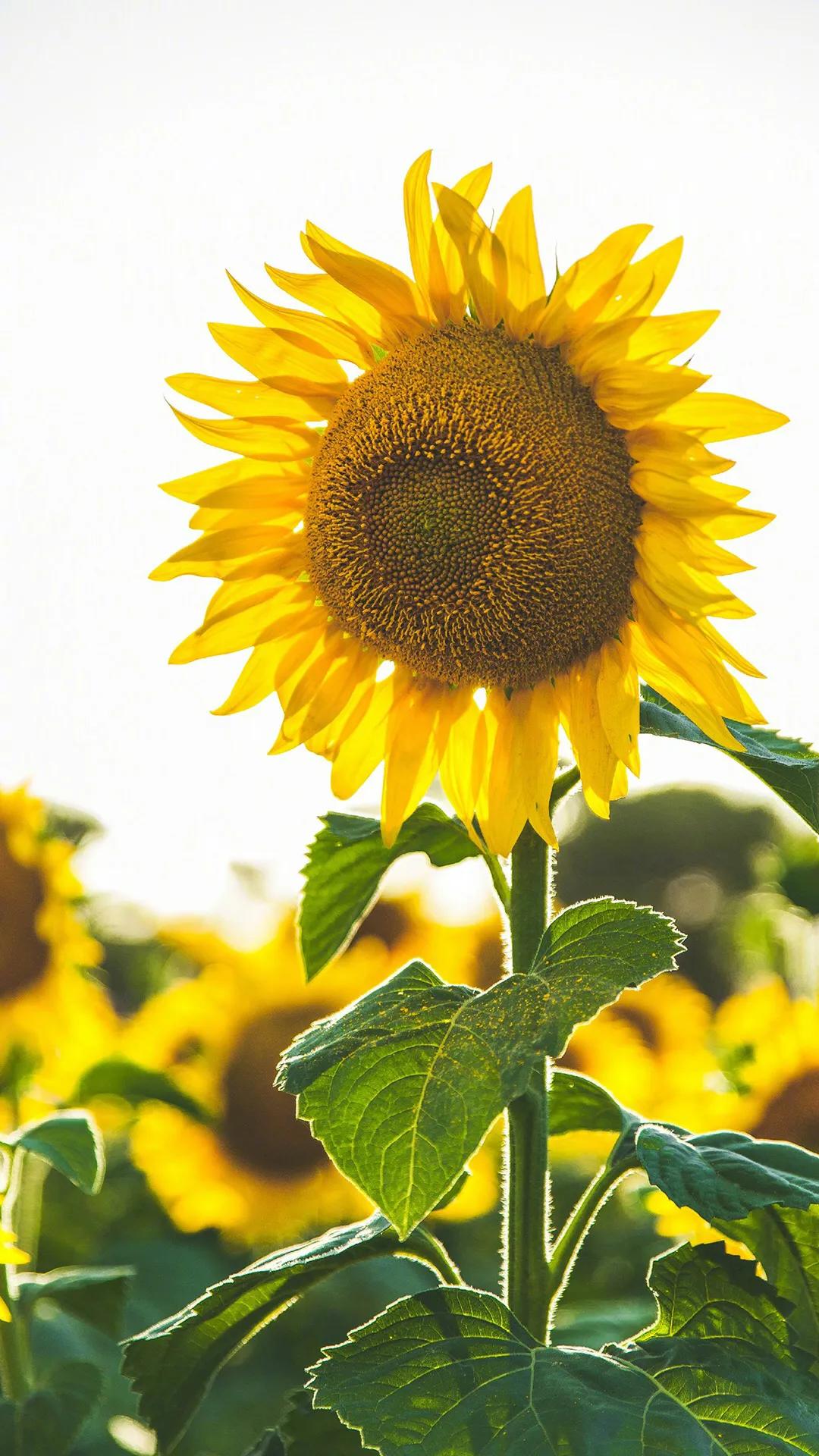 世界各国国花一览表,南美洲各国国花
