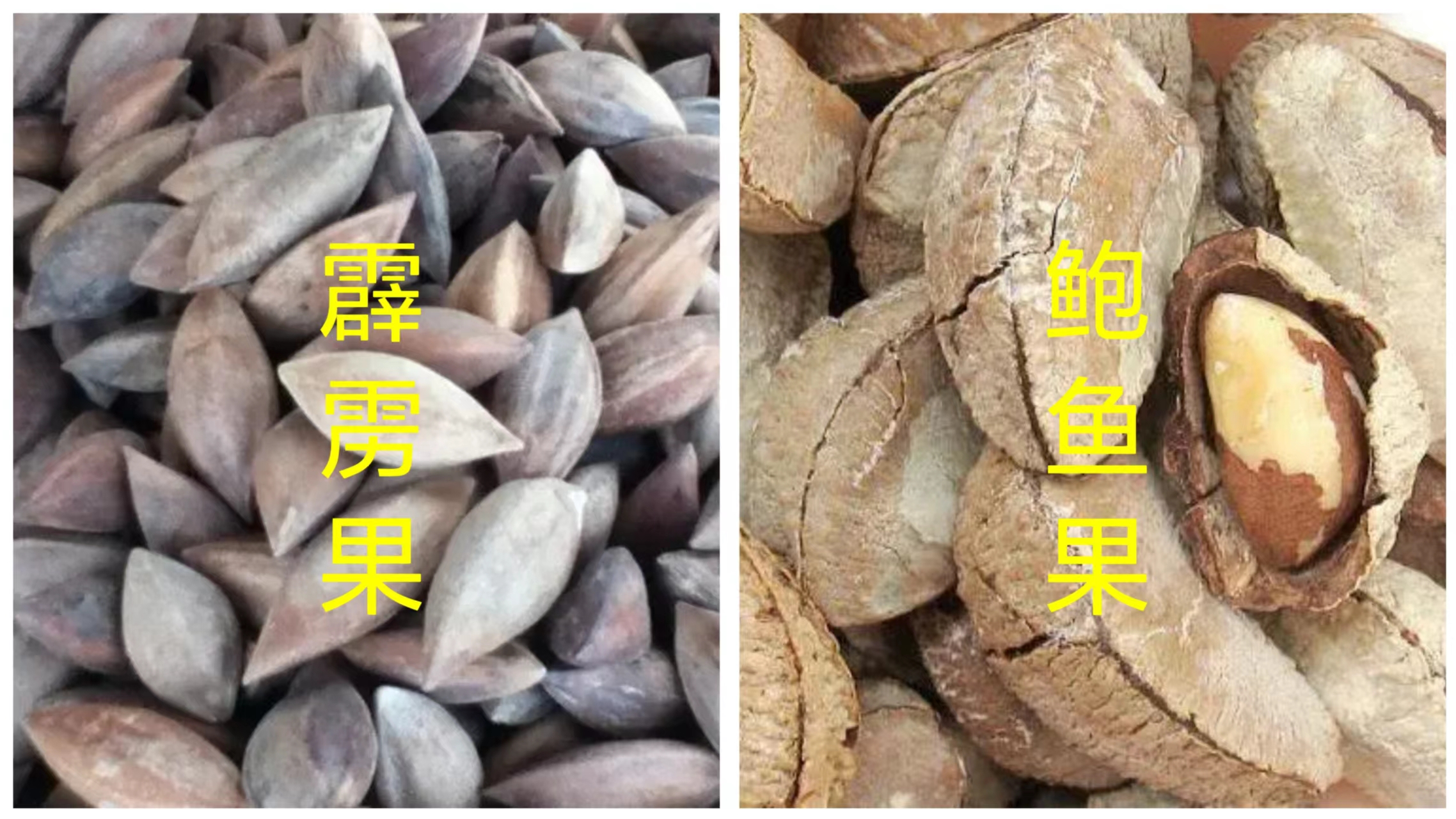 椰枣辟谣,辟谣水果