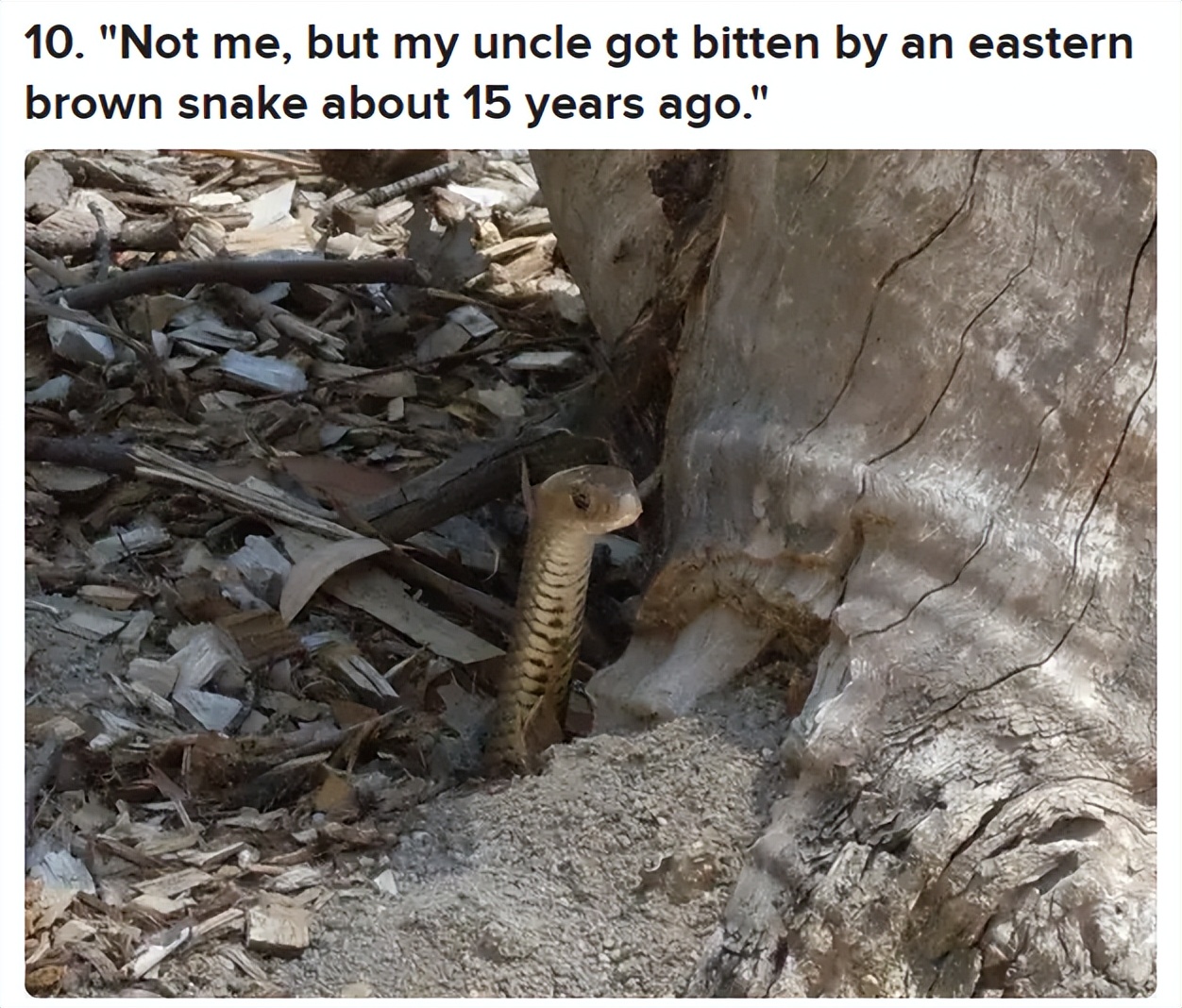 被毒的动物咬了会发生什么,亲身体验被有毒的动物咬