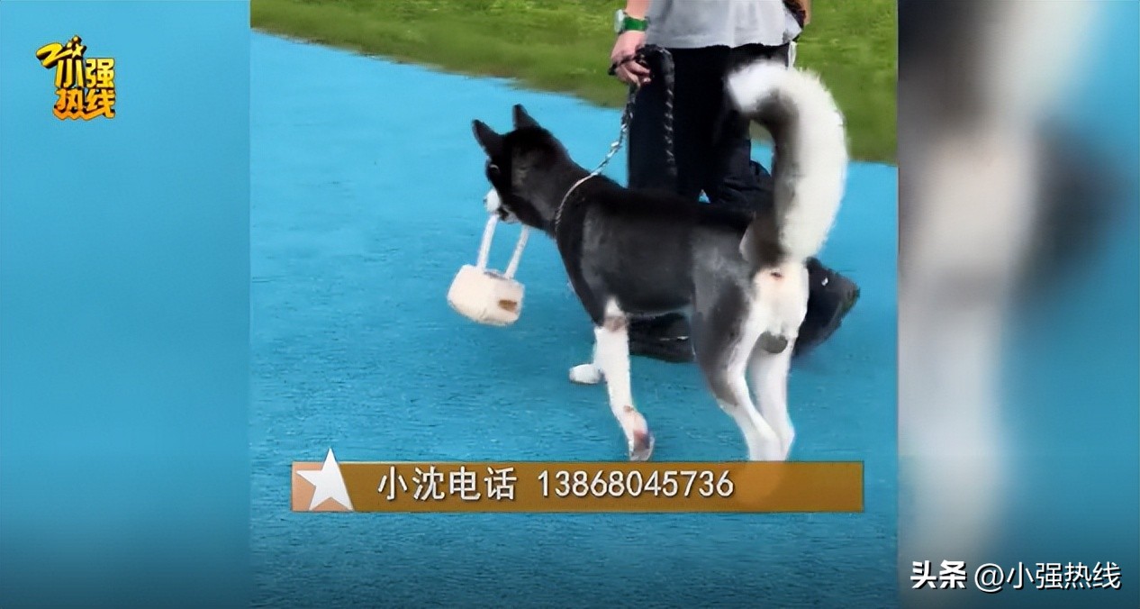 杭州重金寻狗启事,天价寻狗启事事件真相来了