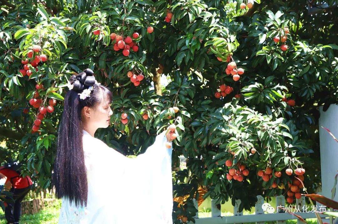 从化荔枝旅游节活动策划,关于广州增城荔枝节