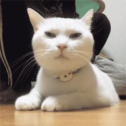 猫掉毛很厉害怎么办？这些育宠小技巧来救你！