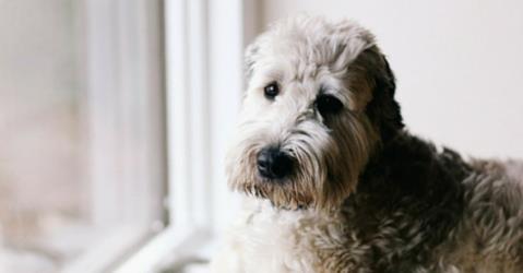 宠物爪子烂了怎么处理好,宠物受伤的救助方法