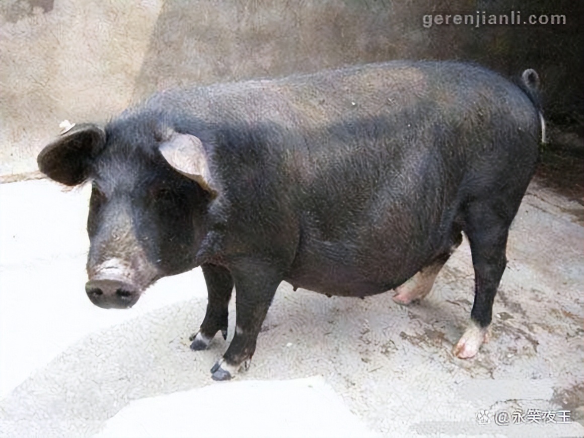 牛在五行金木水火土中属什么,十二生肖五行金木水火土的命