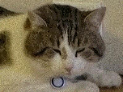 盘点那些有铁头功的猫咪 (盘点世界上那些有编制的猫咪)