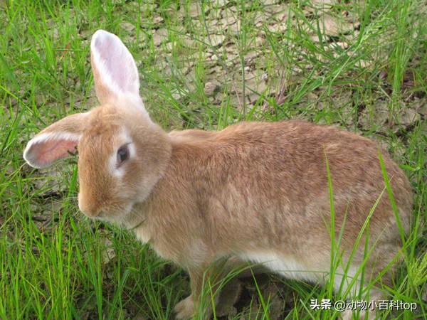 大白兔产品排行榜,排名第一肉兔品种