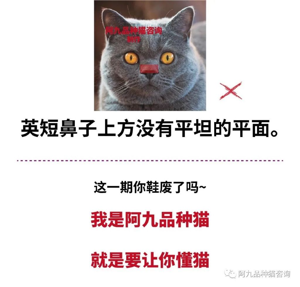 英短重点鼻子是什么样，英短鼻子有块黑色，英短猫是不是扁平鼻