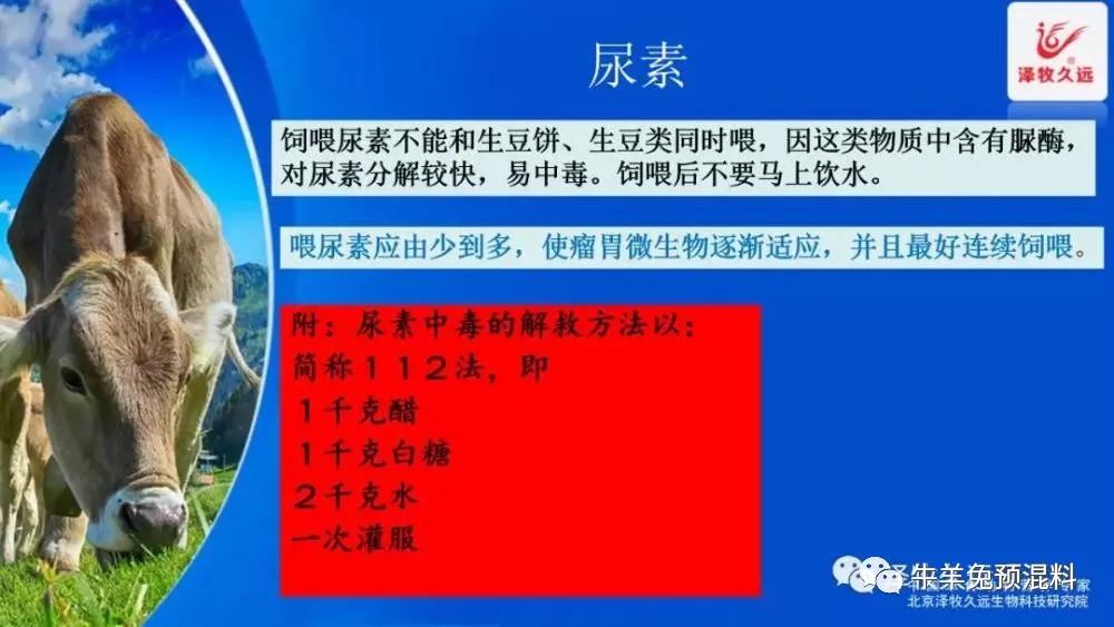 养牛花生饼可以替代豆粕吗,豆粕上涨为何如此疯狂