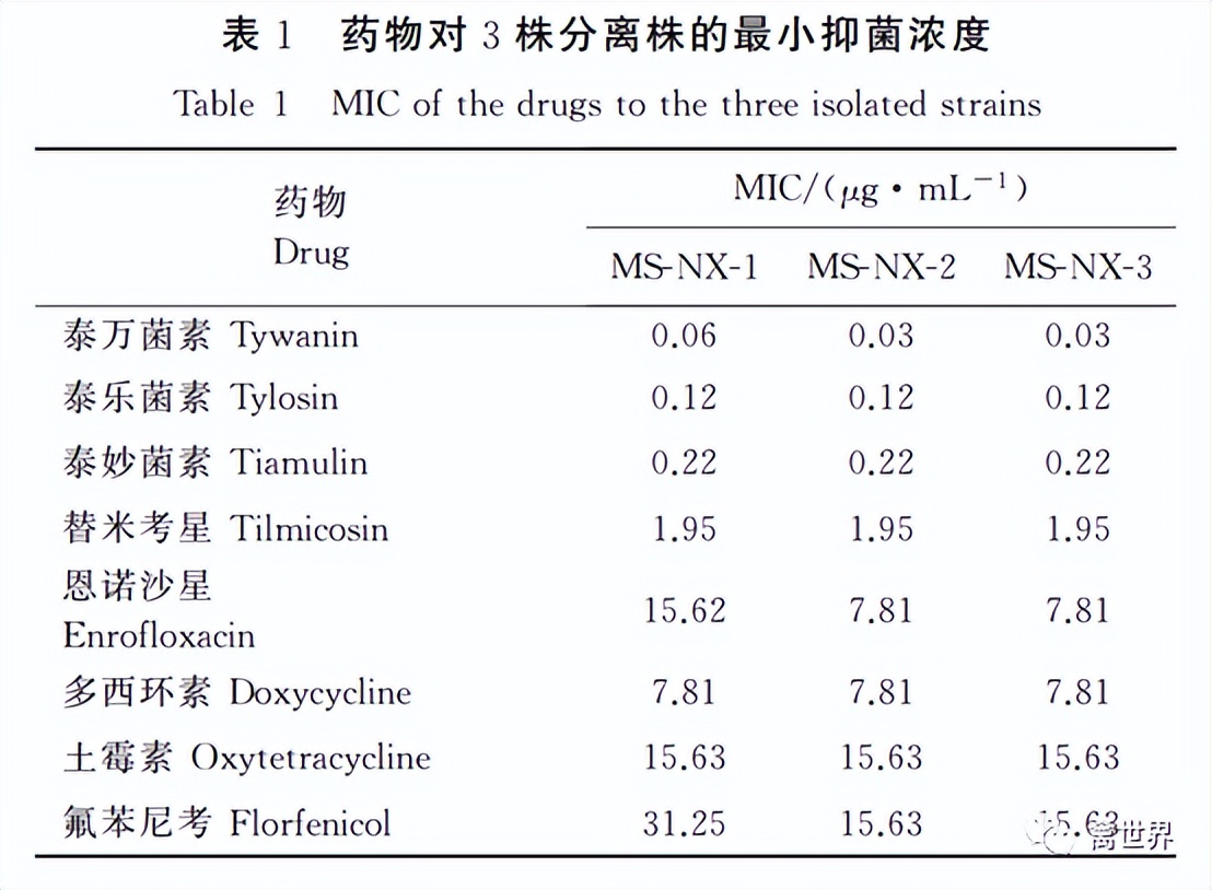 怎么快速检测蛋鸡滑液囊支原体,鸡的滑液囊支原体如何防控