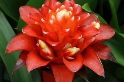 水塔花盆栽,水塔小型花卉盆栽