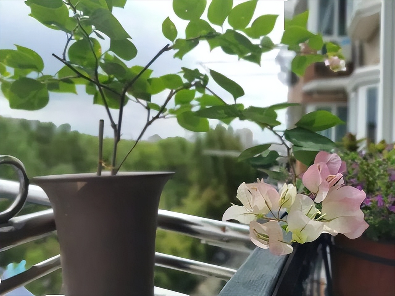 四季开花耐寒耐晒的花太阳花,耐热耐寒好养不需要阳光的花