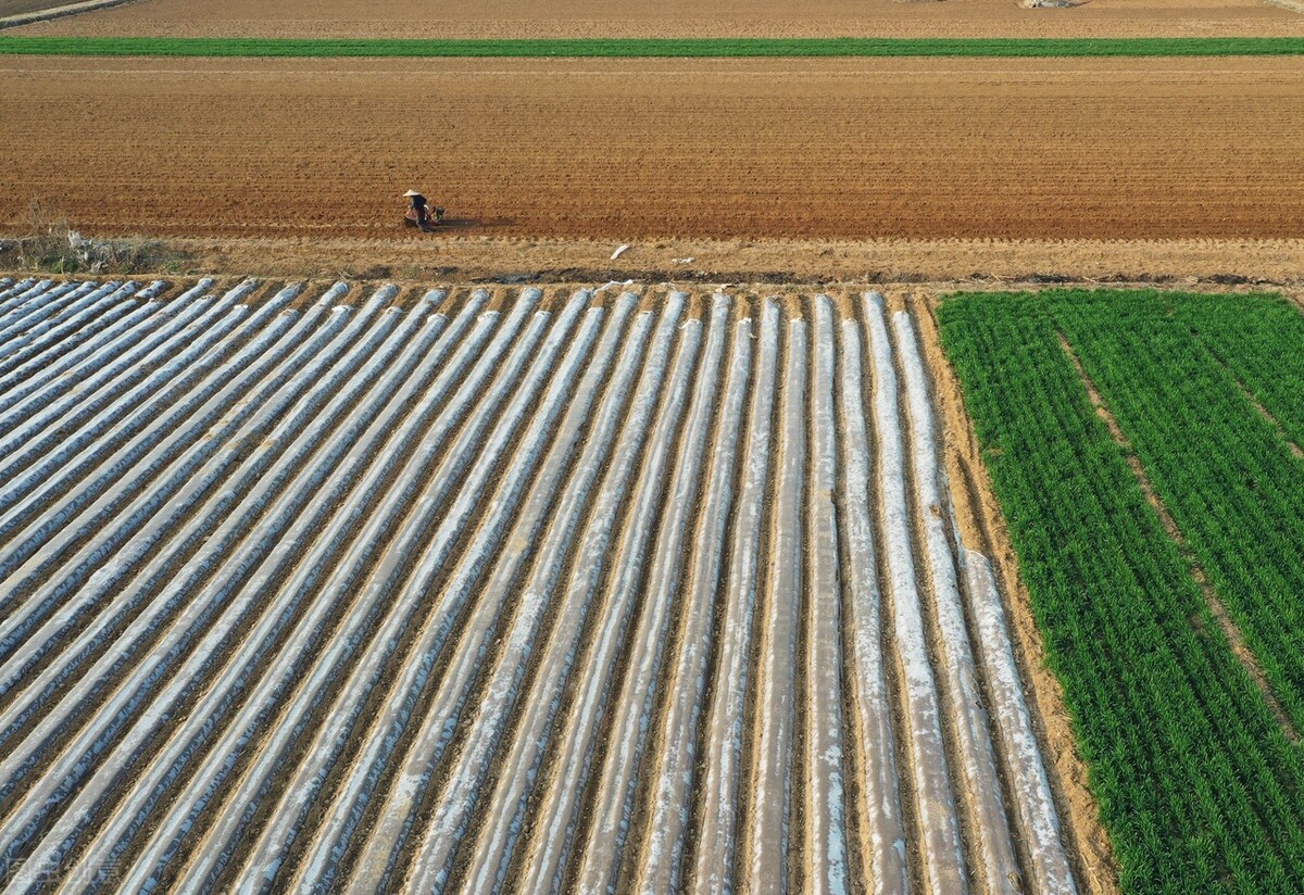 生姜种植技术大全及方法,生姜种植的时间和种植技巧方法