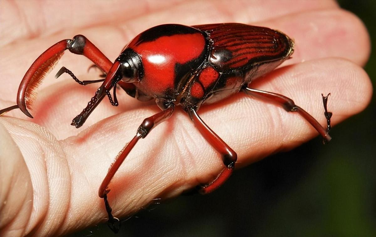 日本侵略暴行记录照片,老照片日本暴行