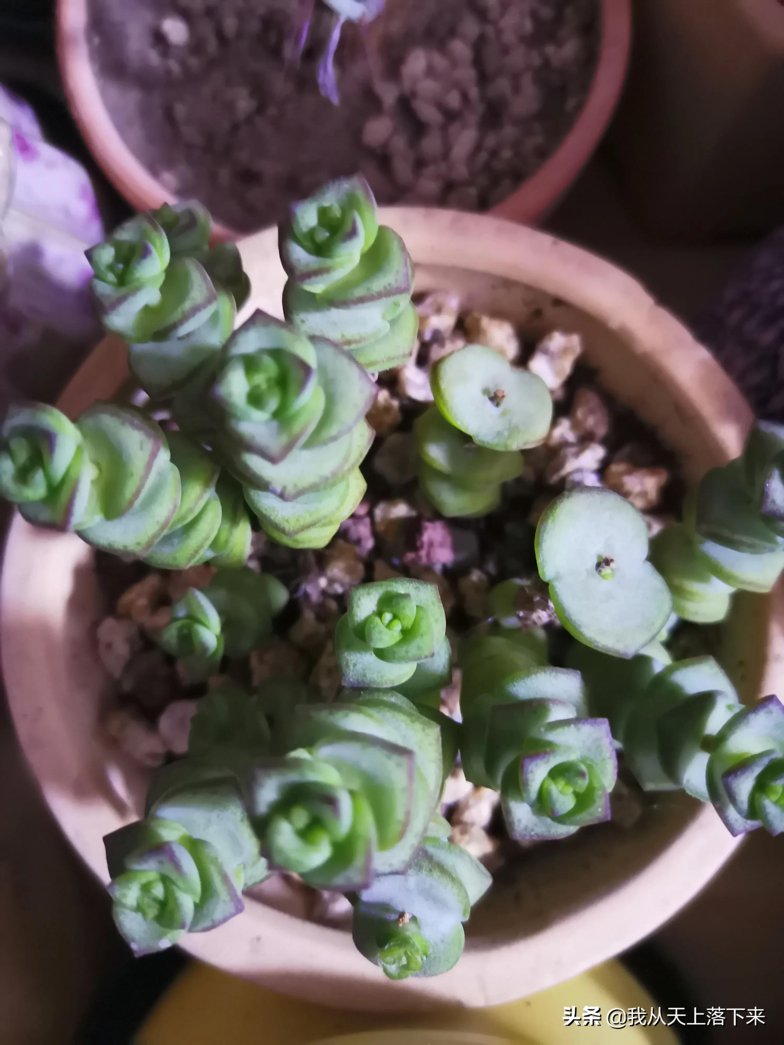 多肉品种及图片大全欣赏,多肉品种辨别图片大全欣赏