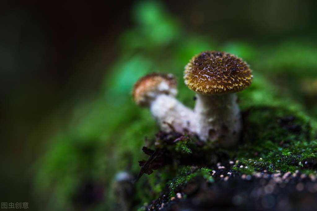 中药对肿瘤治疗作用大吗,胰腺癌吃中药肿瘤小了