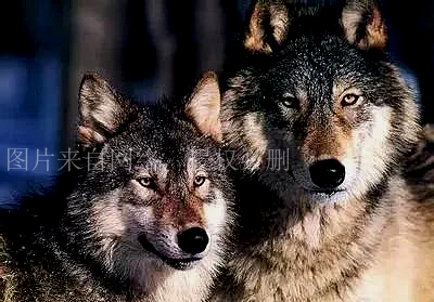 开挖掘机遇到猛兽,挖掘机加满油可以对付狼群么