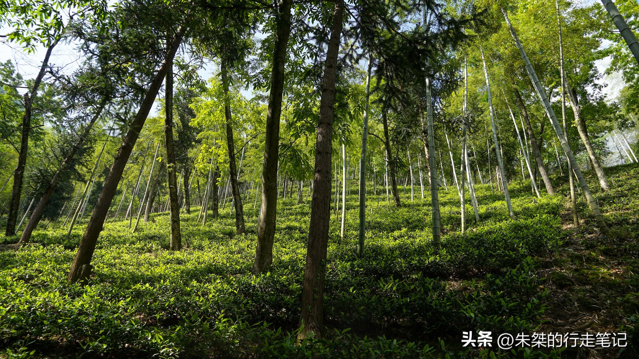 碧瑶山庄安吉口碑农家乐推荐,安吉碧瑶山庄农家乐3天2晚多少钱