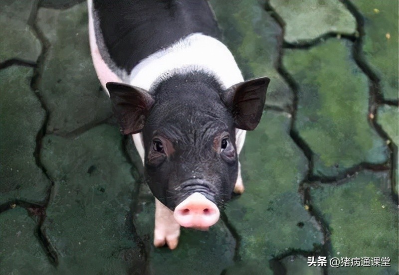 猪中毒腹泻呕吐会传染吗,猪呕吐传染病怎么办