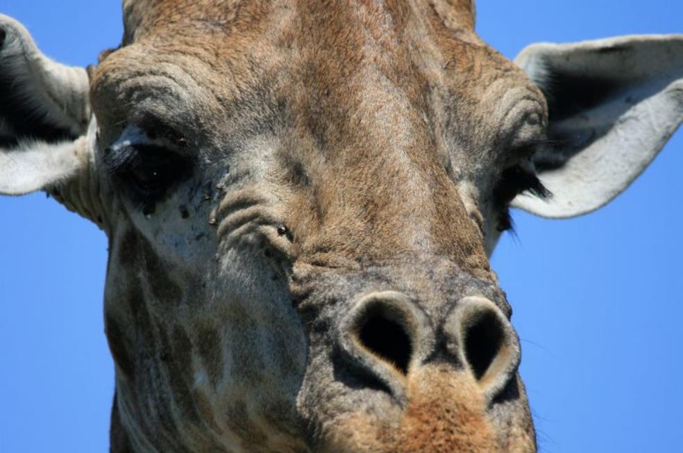 长颈鹿踢飞狮子,狮子偷袭长颈鹿长颈鹿使出杀手锏