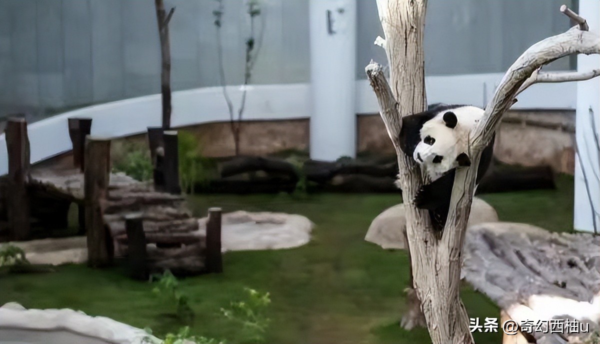 大熊猫四海京京卡塔尔的新家,大熊猫四海京京卡塔尔与游客见面