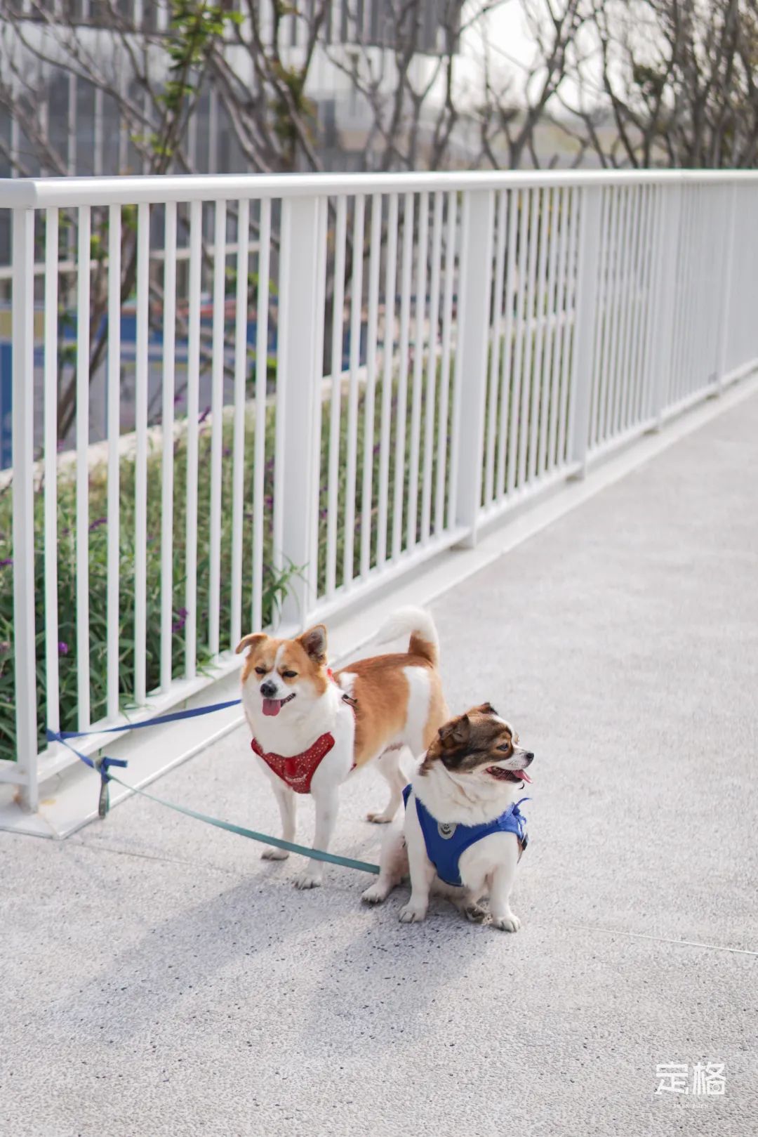 宝安滨海廊桥,深圳滨海廊桥效果图