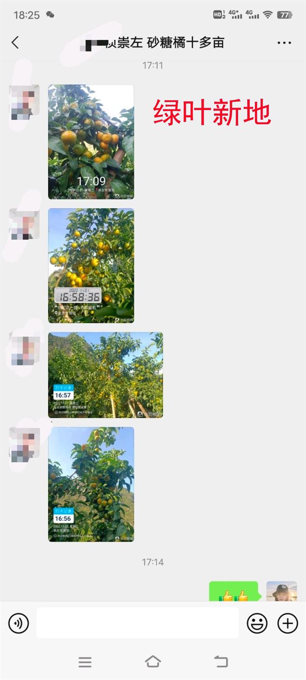 沙糖桔从哪里开始着色,促进沙糖桔快速着色方法