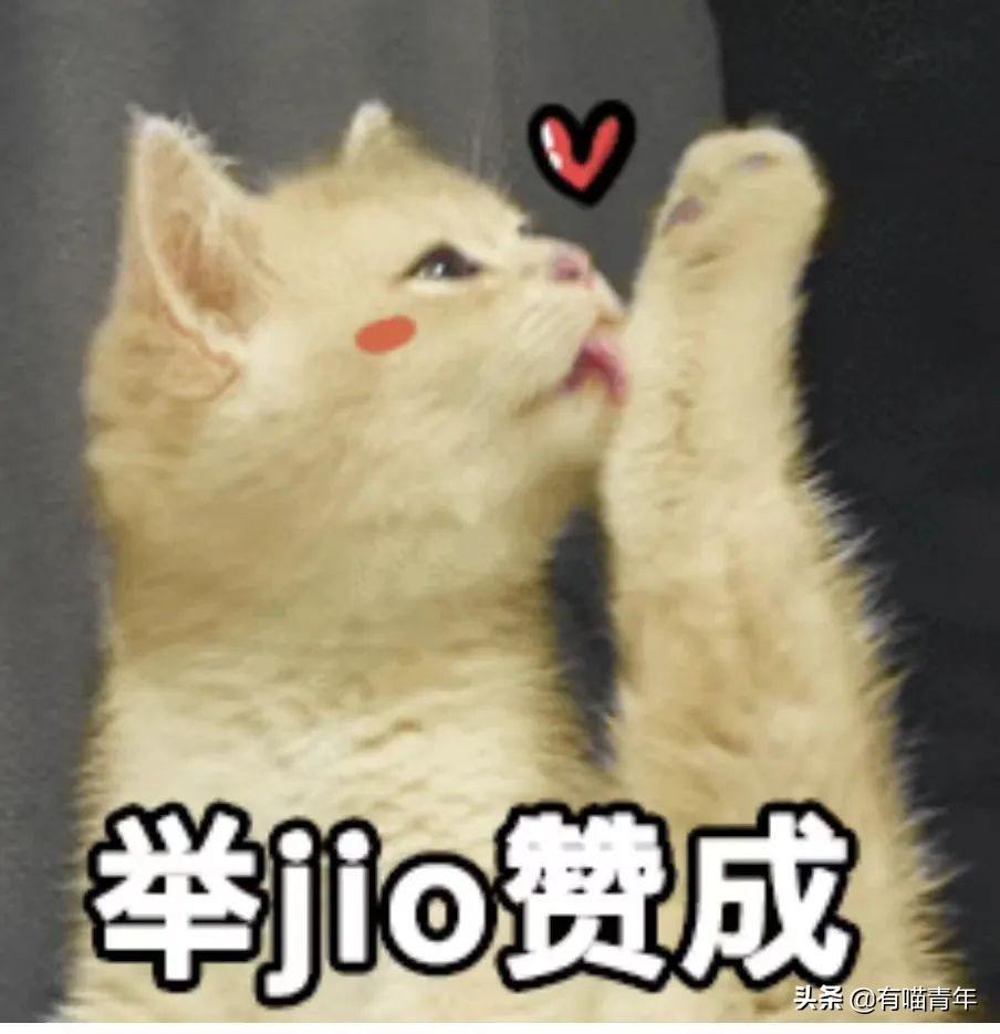 被央视曝光的猫粮,进口猫粮与国产猫粮能掺起来吃吗