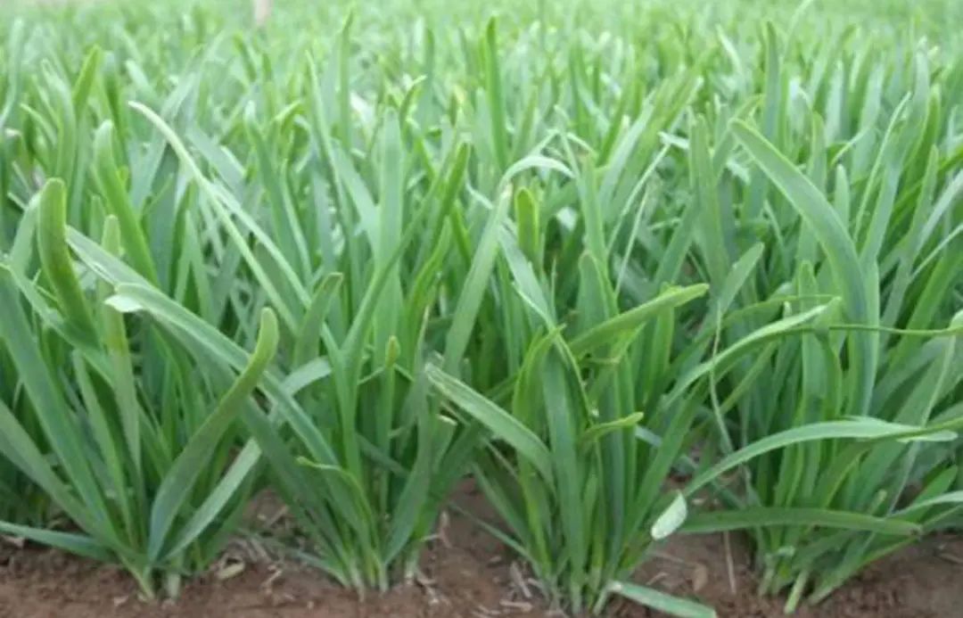 浙江人常吃的蔬菜有哪些,幼儿园常吃的蔬菜有哪些