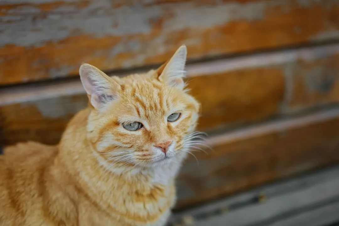 社恐小猫咪的安全感,社恐小猫咪为什么突然想出门了