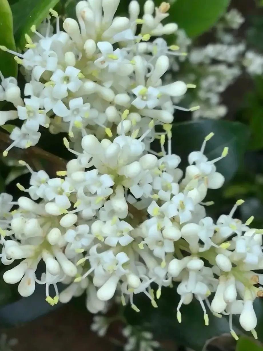 女贞有毒吗,大叶女贞又叫火炮树