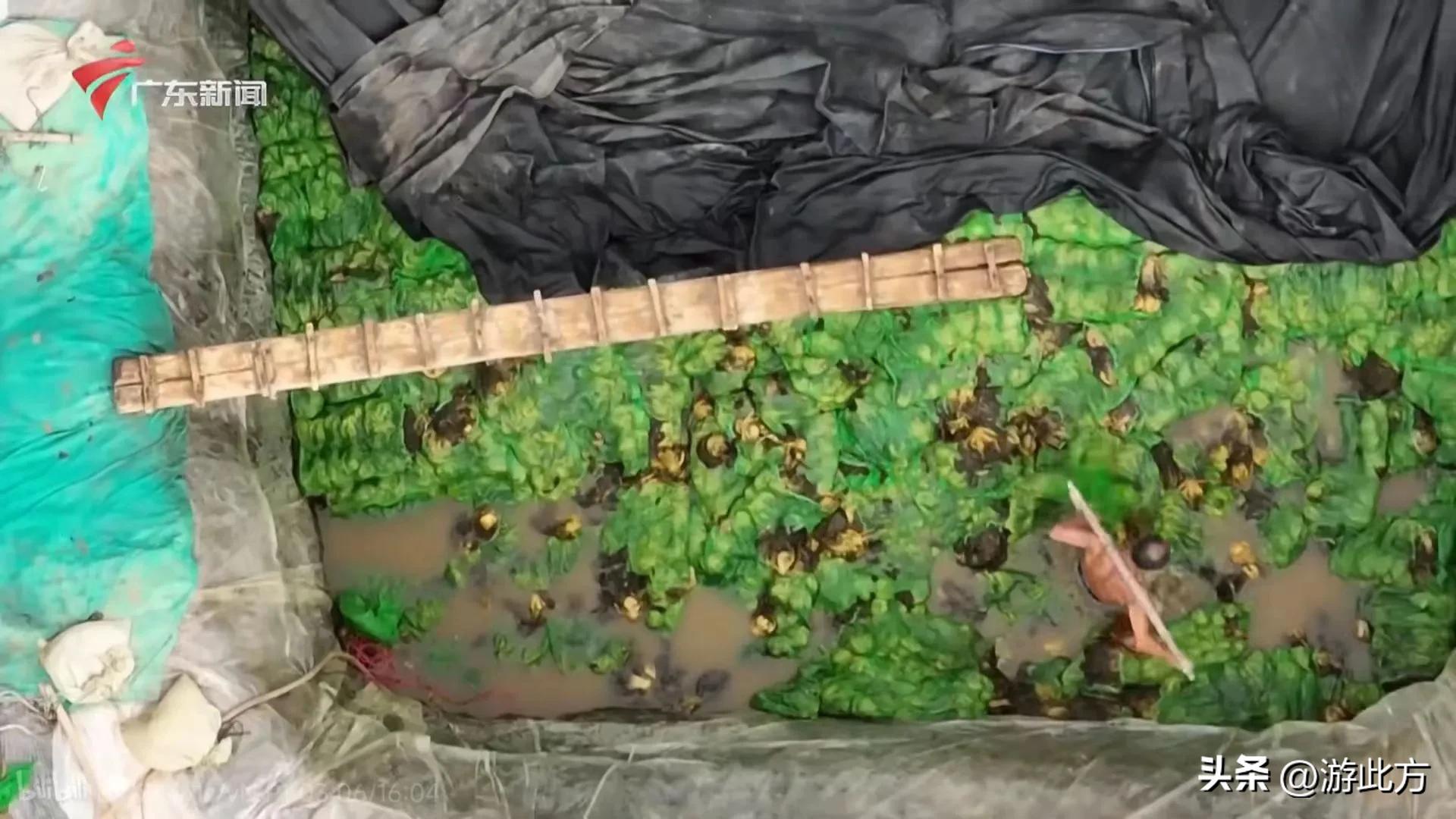 315黑心橄榄菜曝光视频,央视315曝光不合格橄榄菜