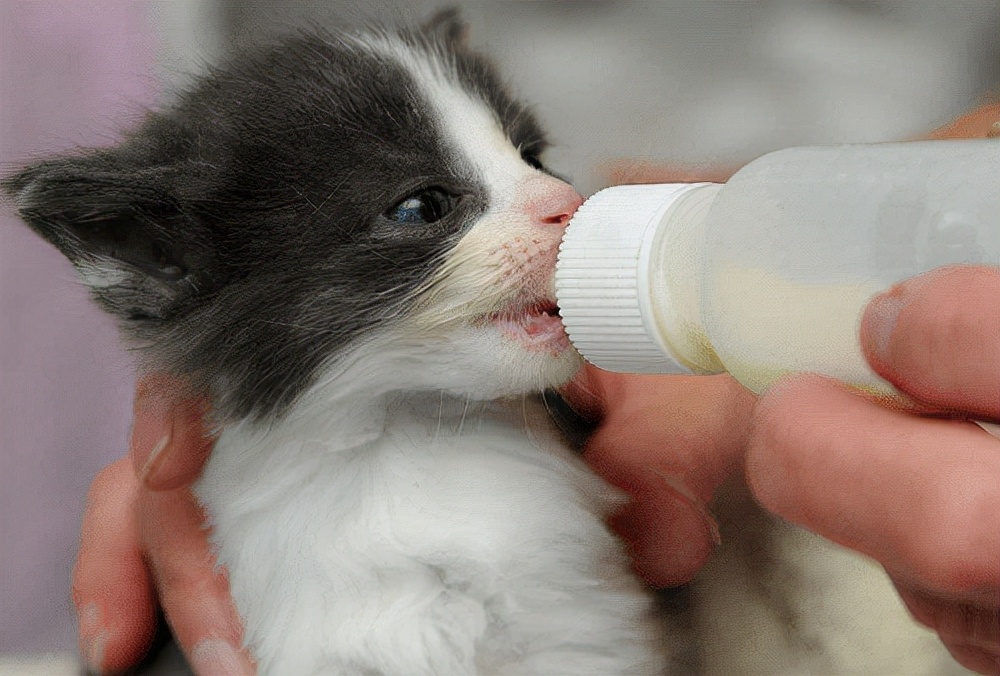 给猫咪喝什么奶,猫咪喝狗奶