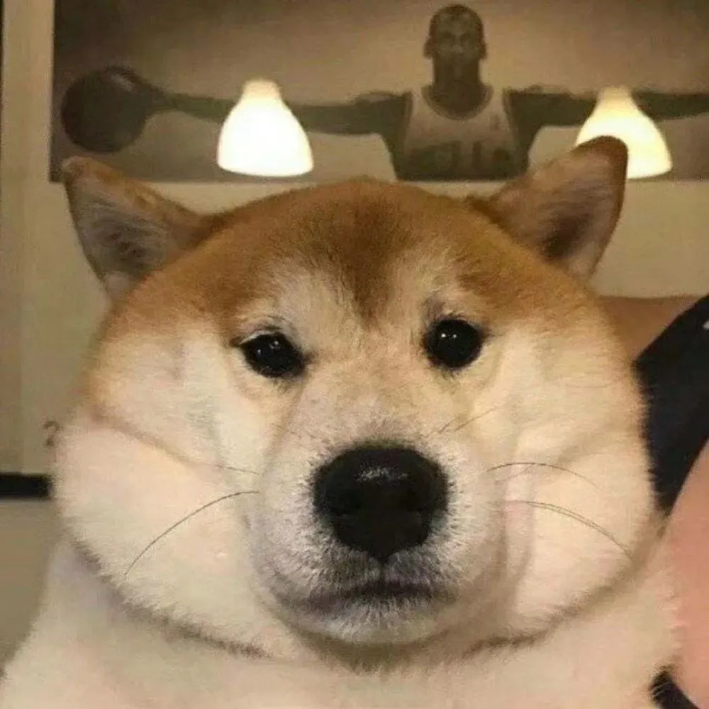 根据月薪选狗粮新手也能避开毒粮,狗粮选择的小技巧