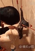 单身狗慎入合集国漫,单身狗慎入高甜预警