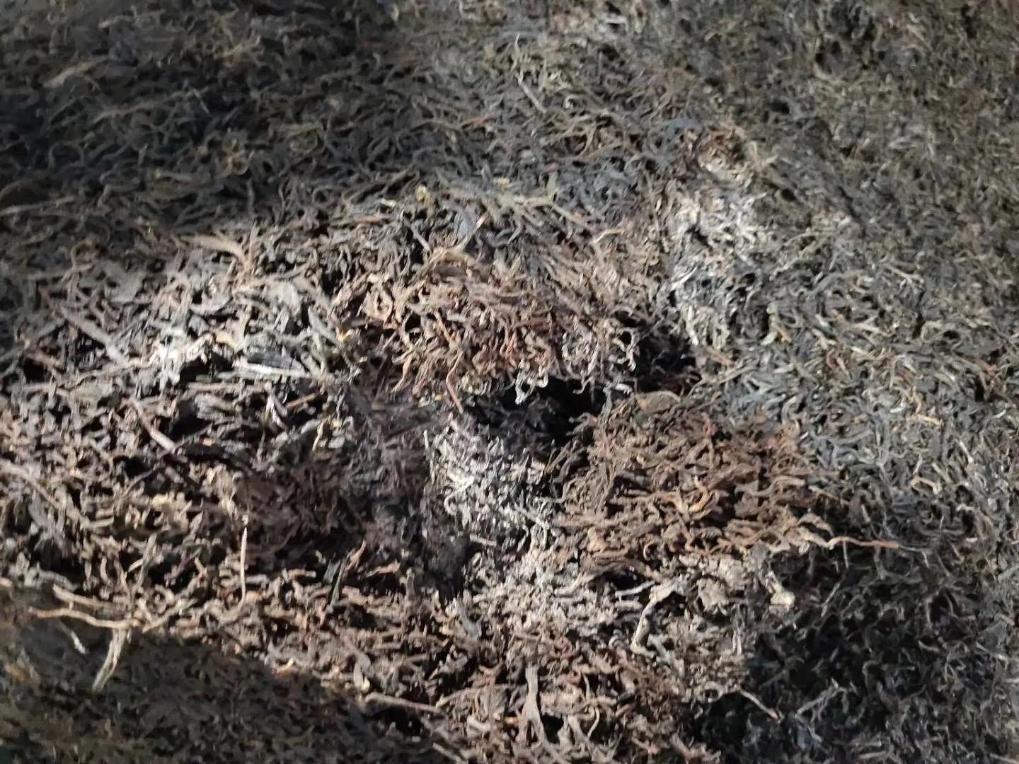 揭露普洱茶晾晒发霉恶臭,熟茶发酵过程中的黑曲霉怎么消除