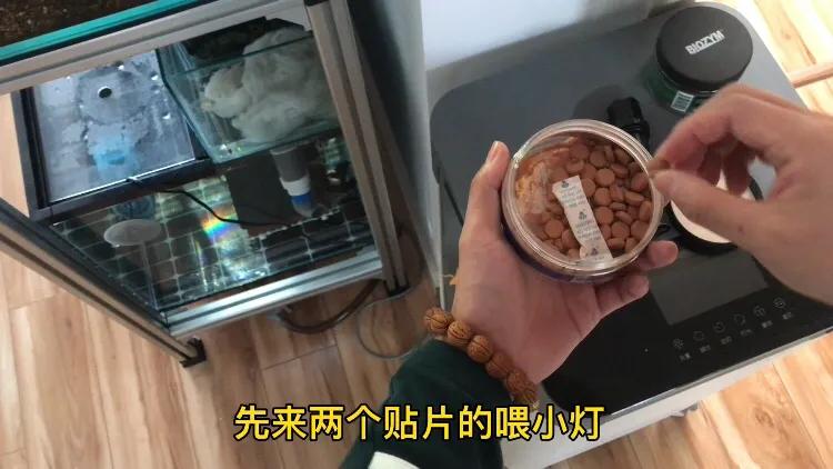 鱼池养龟乌龟怎么冬眠,我的养龟日记和养鱼日记