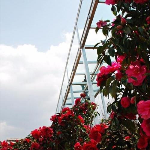 一月山茶花哪个地区最美,赏花山茶花