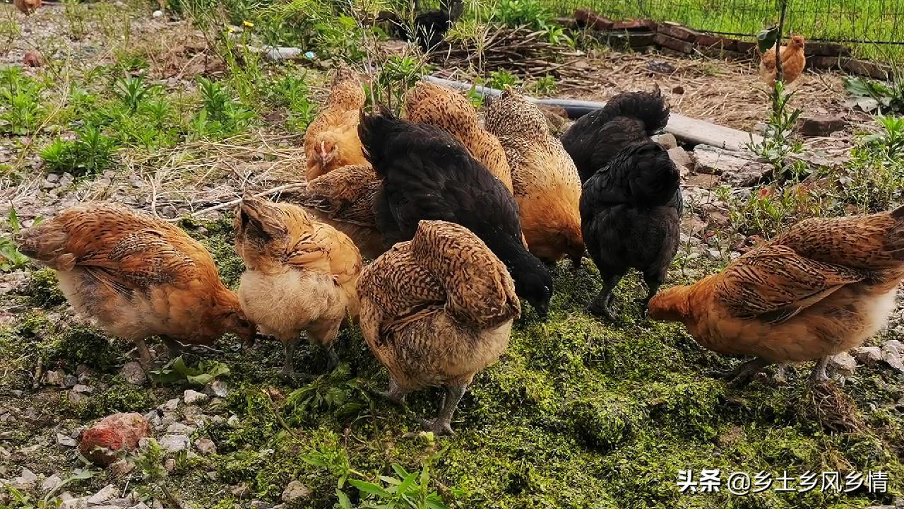 辨别真假土鸡一招搞定,分辨土鸡真假的方法有哪些